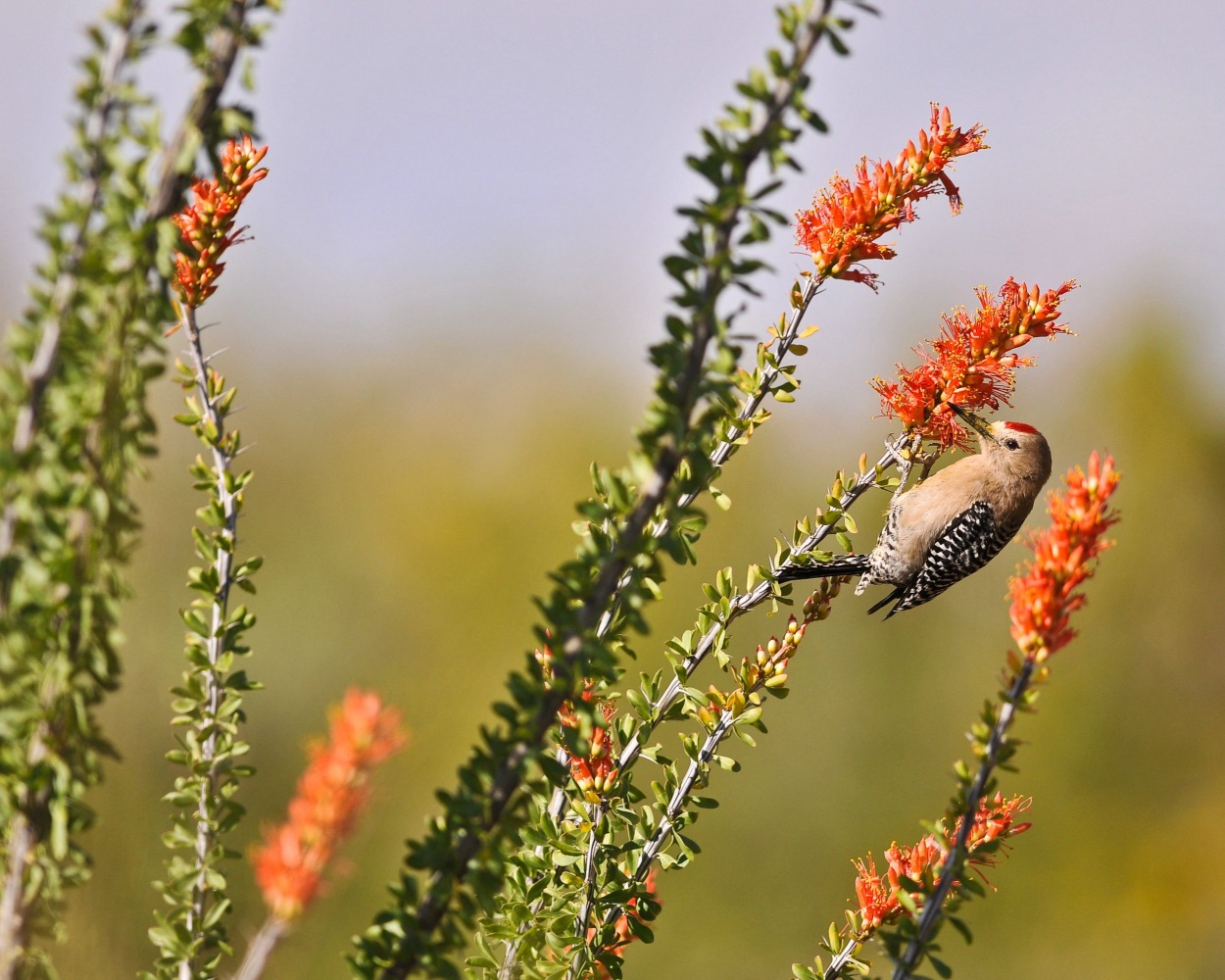 Scenics_0011.jpg Scenic Photography az,arizona,nature,desert,landscapes,scenic,